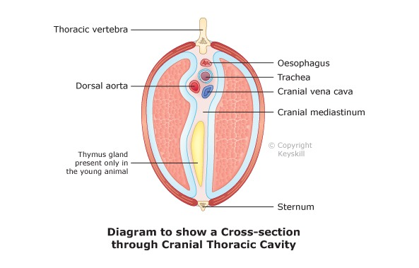 <p>The division between the two pleural cavities. It is formed from two layers of mediastinal pleura with a potential space between them. The heart, trachea, oesophagus and the major blood vessels lie in the space between the two layers of the mediastinal pleura.</p>