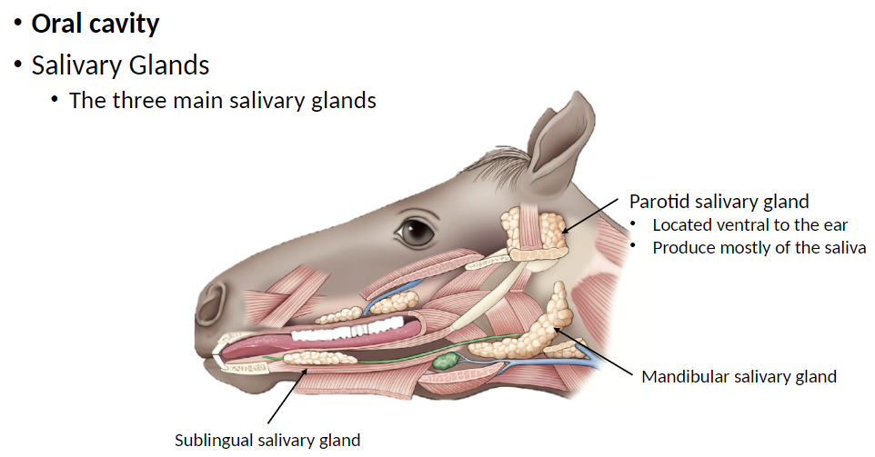 <p><strong>Three Main Salivary Glands</strong>:</p><p><strong>Mandibular Salivary Gland</strong>: Located near the lower jaw (mandible)</p><p><strong>Parotid Salivary Gland</strong>: Located ventral (below) to the ear<br> Produces mostly watery saliva and a large part of total saliva</p><p><strong>Sublingual Salivary Gland</strong>: Located under the tongue</p>
