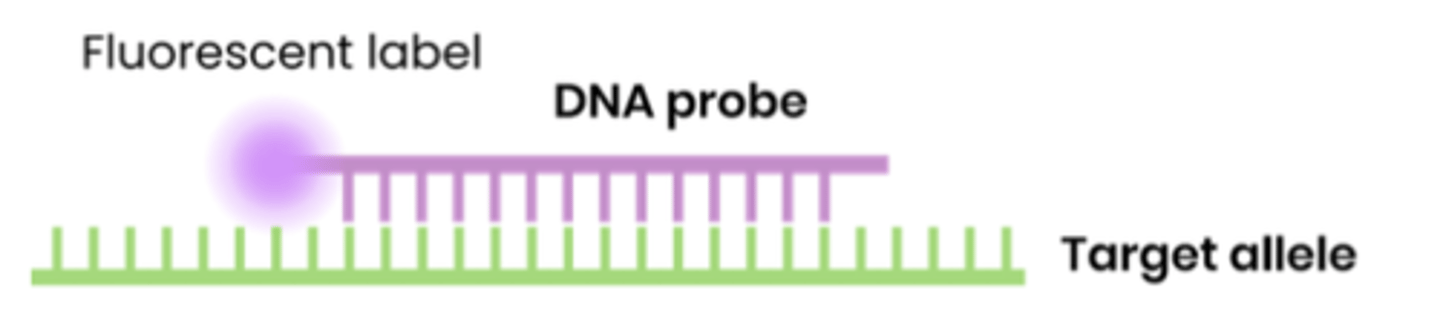 <p>● Binding of a single stranded DNA probe to a complementary single strand of DNA</p><p>● Forming hydrogen bonds between comp base pairs</p>
