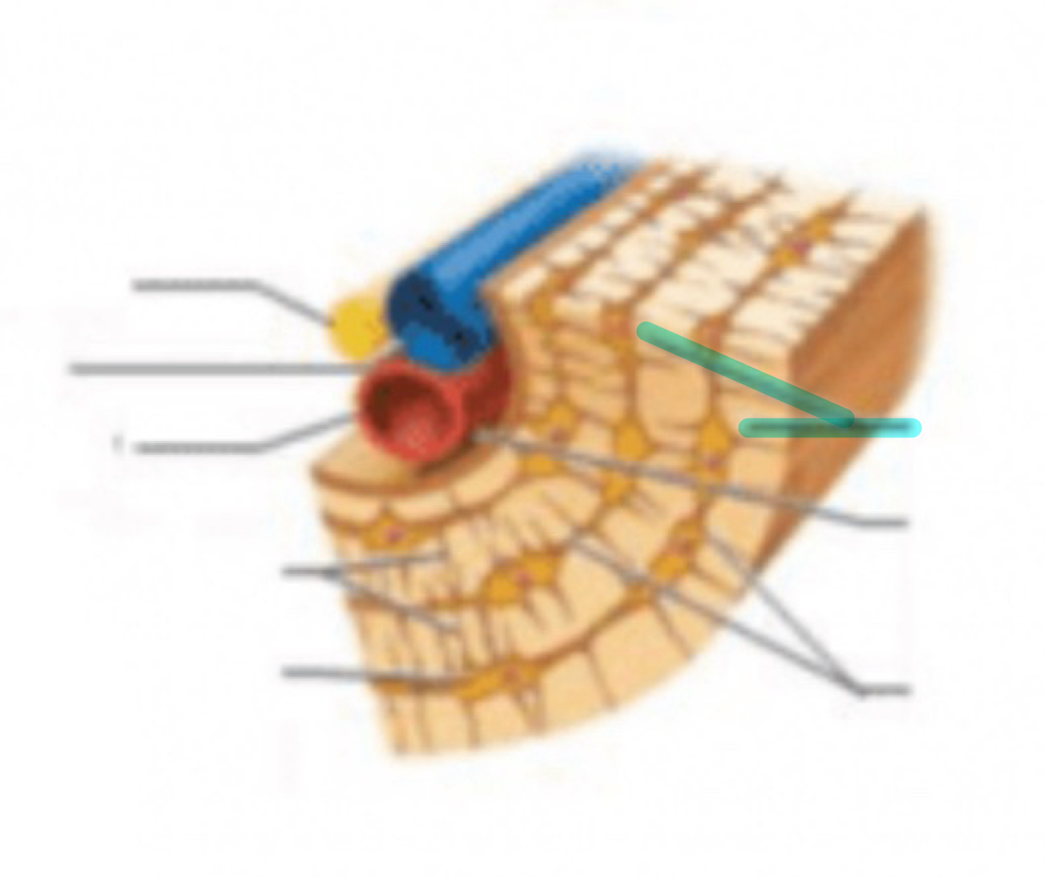 <p>lamellae</p>