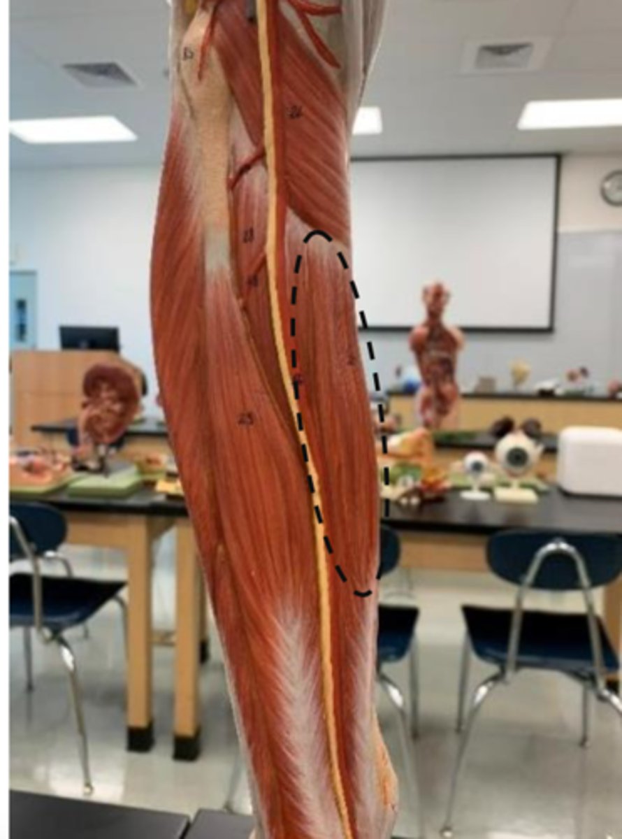 <p>more medial</p>