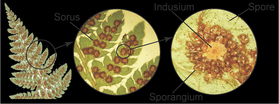 <p>Fern sori</p><p>Monilophyta</p>