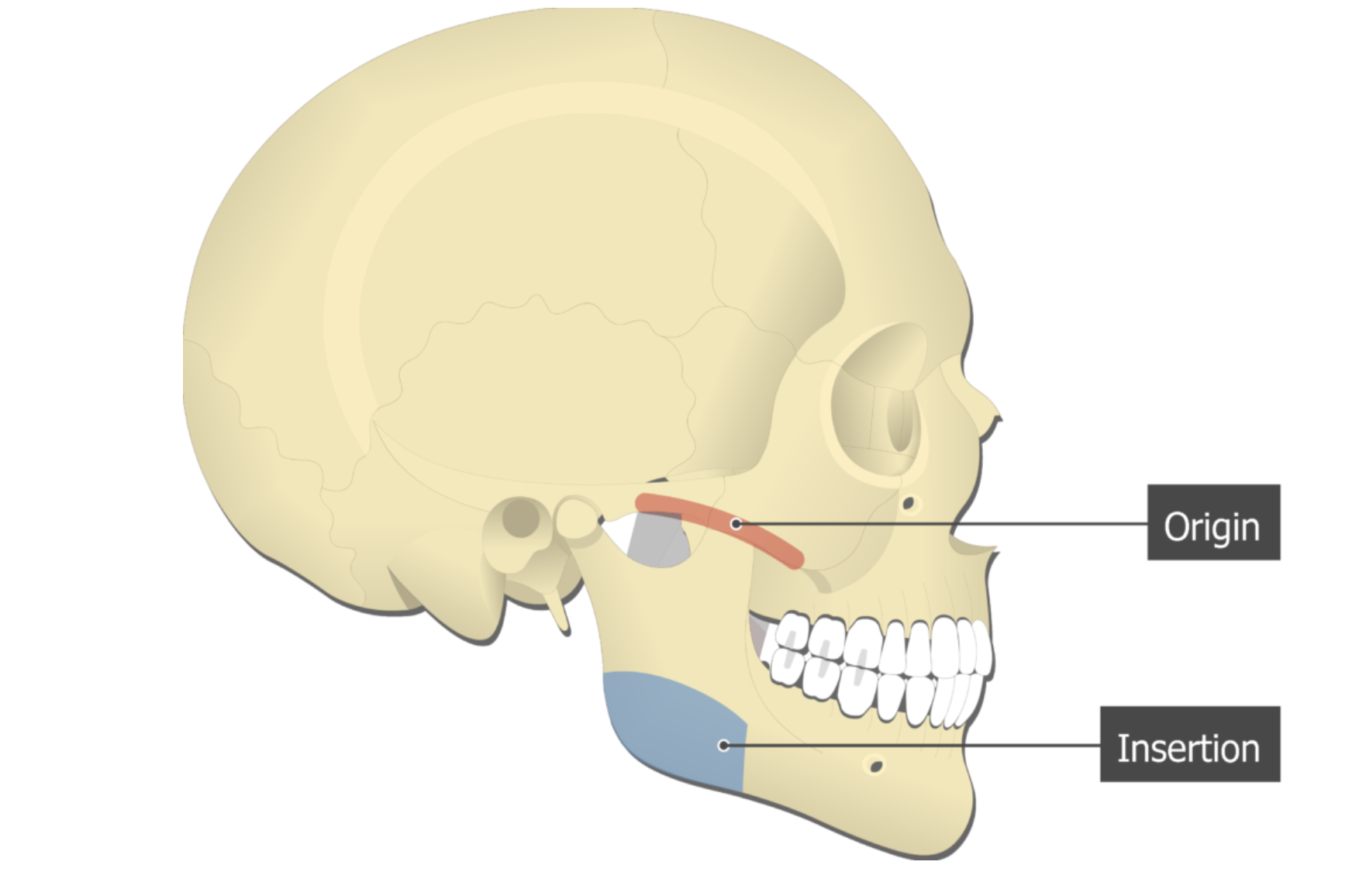 <p>masseter</p>