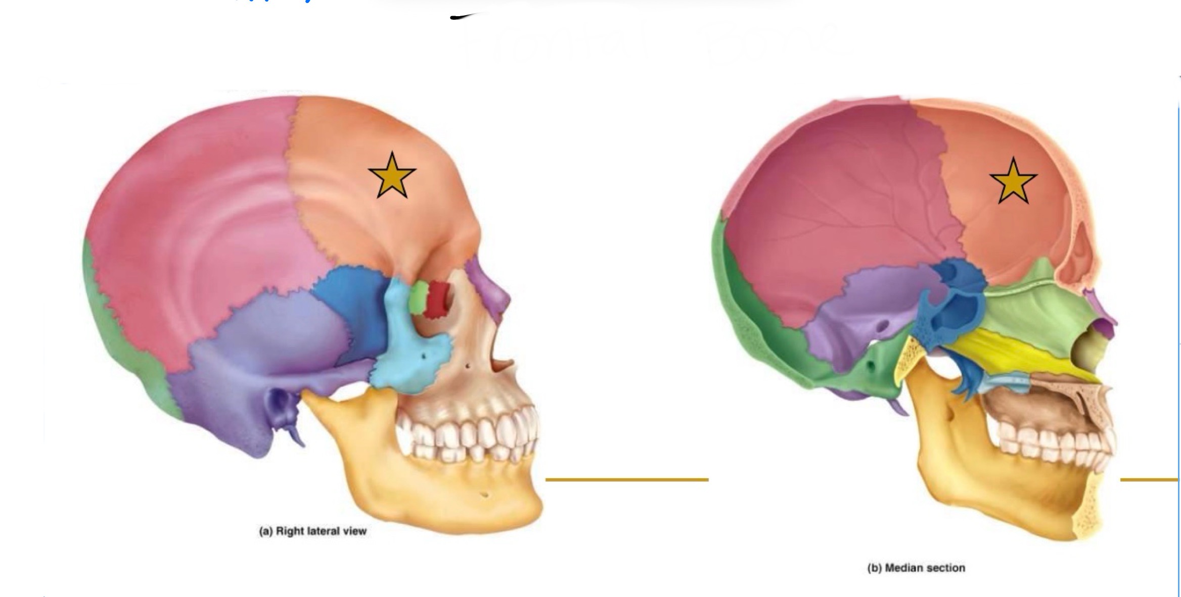 <p>What bone is this?</p>