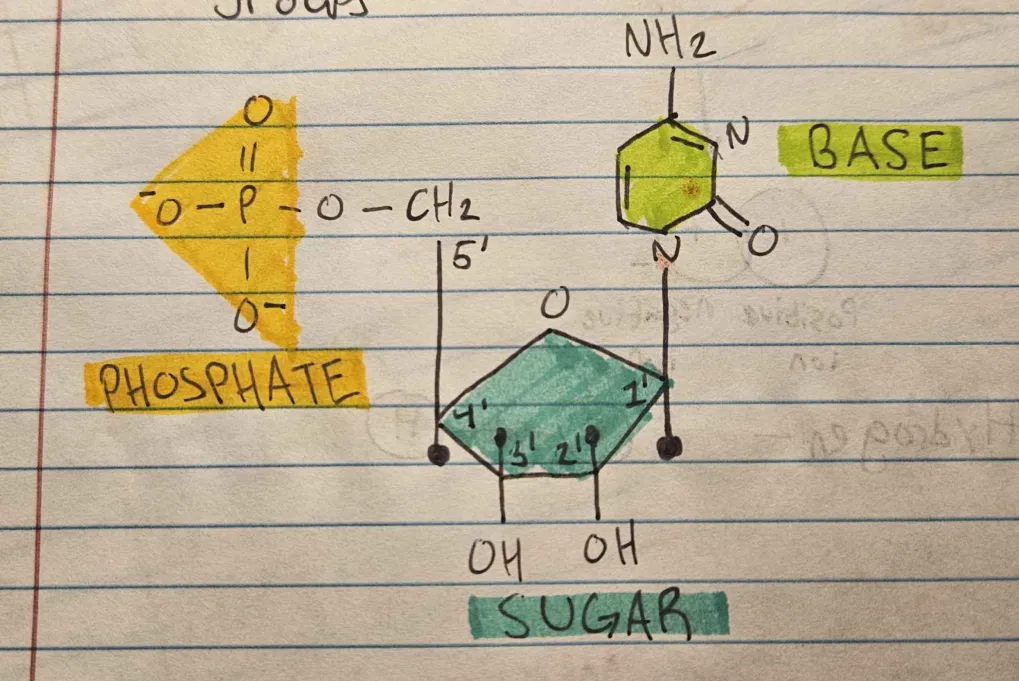<p>Nitrogen base, 5-carbon sugar, one or more phosphate groups</p>