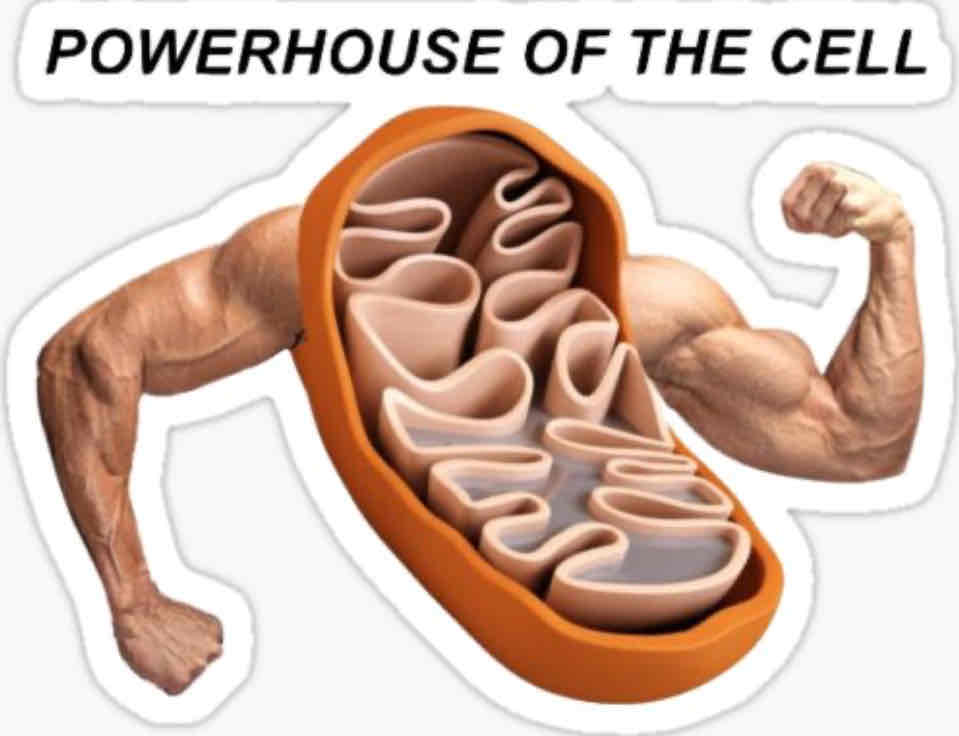 <p>Where aerobic respiration takes place for energy</p>