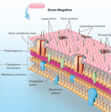 <ul><li><p><span>Single, thin sheet of peptidoglycan: 1 to 3 nm in thickness</span></p></li><li><p><span>Thinness gives Gram-negative cells more susceptibility to lysis</span></p></li></ul><p></p>