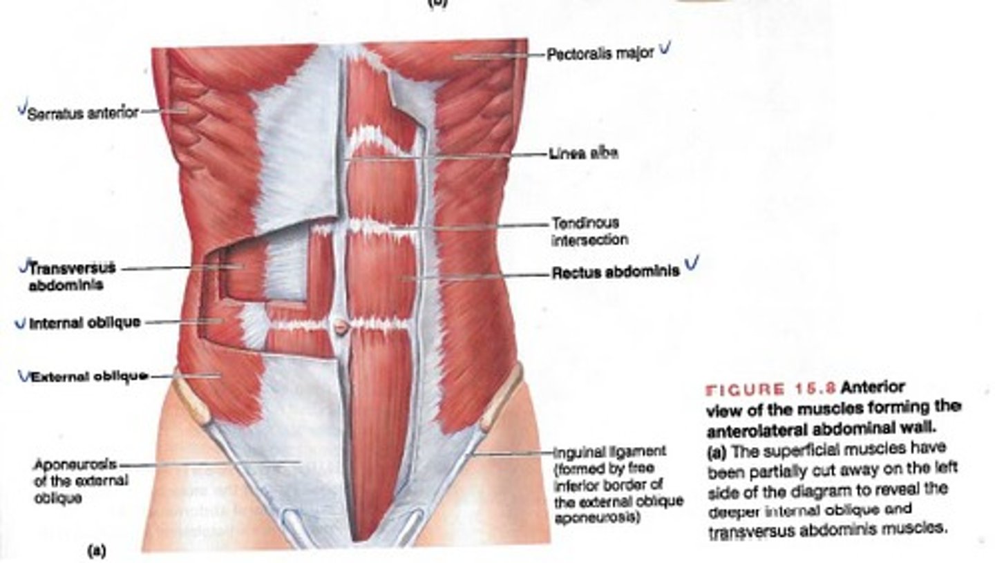 <p>1. External Oblique</p><p>2. Internal Oblique</p><p>3. Transversus Abdominus</p><p>4. Rectus Abdominus</p>