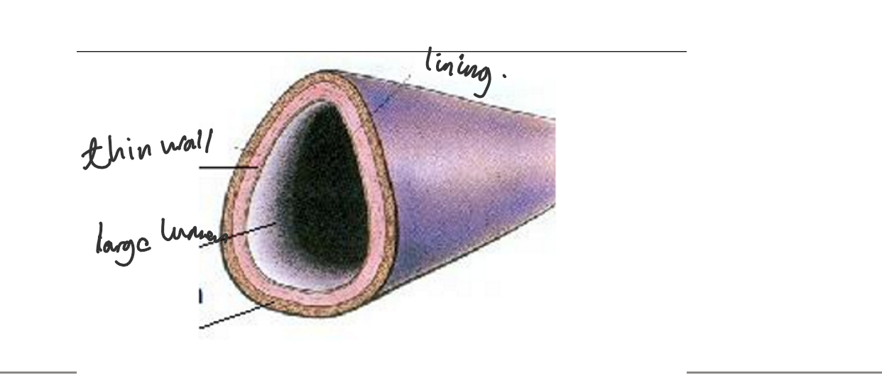 <ul><li><p>structure:</p><ul><li><p>Thinner walls compared to arteries.</p></li><li><p>Larger lumen.</p></li><li><p>Valves to prevent backflow of blood.</p></li><li><p>Endothelial lining.</p></li></ul></li><li><p>Function: </p><ul><li><p>Carry deoxygenated blood back to the heart from tissues.</p></li><li><p>Thinner walls and larger lumen allow veins to accommodate larger volumes of blood at lower pressure.</p></li><li><p>Valves prevent backflow of blood, ensuring one-way flow towards the heart.</p></li><li><p>Blood flow in veins is aided by skeletal muscle contractions and the respiratory pump.</p></li></ul></li></ul>