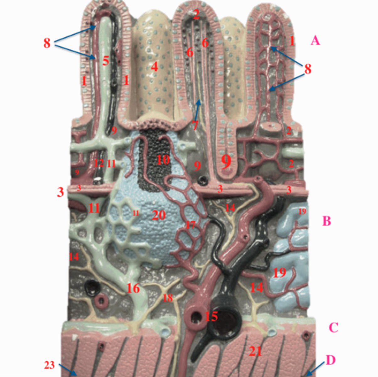 <p>#8 on right</p><p>specific to small intestines</p>