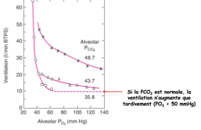 <ul><li><p class="">Si la <strong>PCO2 est normale</strong> → réaction tardive à l’hypoxie (~60 mmHg).</p></li><li><p class="">Si la <strong>PCO2 est anormale</strong> → ventilation augmente <strong>rapidement</strong>.</p></li><li><p class="">Il existe une <strong>interrelation entre la PO2 et la PCO2</strong>.</p></li><li><p class="">En conditions <strong>normoxiques (si on est normalement oxygéné)</strong>, la baisse de la PO2 <strong>n’a aucun effet</strong>.</p></li><li><p class="">Ce mécanisme devient actif <strong>en altitude</strong>.</p></li><li><p class="">L’effet est <strong>augmenté si la PCO2 est élevée</strong>.</p></li></ul><p></p>