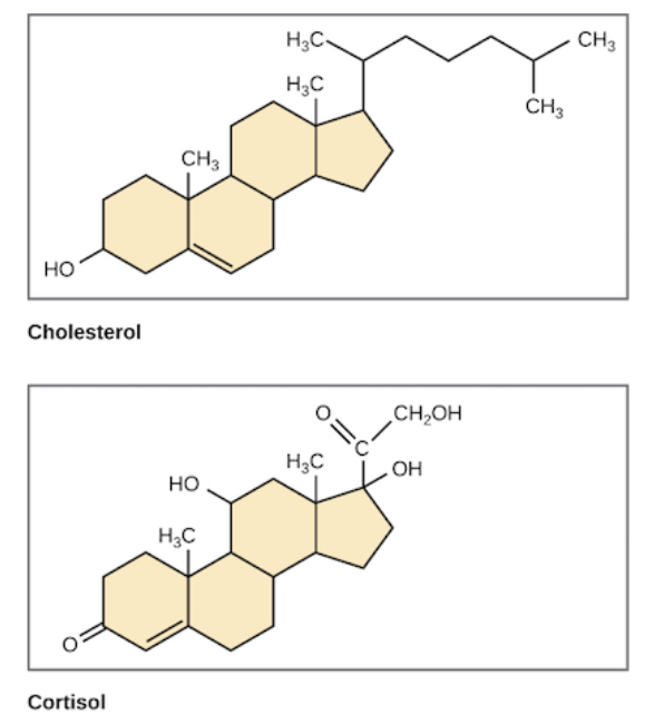 <ul><li><p>Lipids characterized by a carbon skeleton consisting of four fused rings</p><ul><li><p>Distinguished by the particular chemicals groups attached to the ensemble of rings</p></li><li><p>Some may have a hydrocarbon tail</p><ul><li><p>Ex. Cholesterol: Cruicial to animls</p><ul><li><p>Common component of animal cell memberans and also the percursor from whihch other steroids, such as the vertebrae sex hormones, are synthesized</p></li><li><p>High level may contribute to atherosclerosis</p></li></ul></li></ul></li></ul></li></ul><p></p>