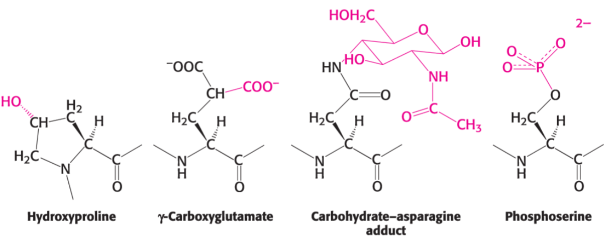 * addition/removal of func groups can change struct of protein and affect its func and/or degradation
* disulfide bond formation is type of post-translational modification
* important covalent modifications:
  * phosphorylation
  * ubiquitination (proteins tagged w/ ubiquitin for degradation)
  * glycosylation
  * acetly, methyl, hydroxyl, carboxyl
* cofactor/ligand binding also important for struct/func