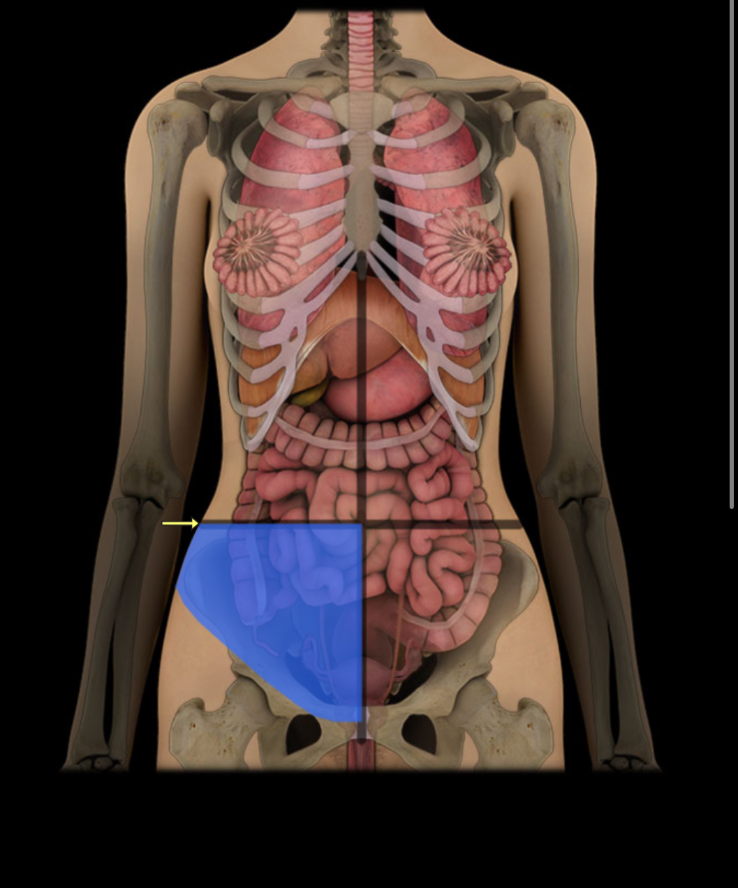 <p><span style="color: red;"><strong>Lower right abdomen; </strong></span><strong>contains appendix, intestines.</strong></p>