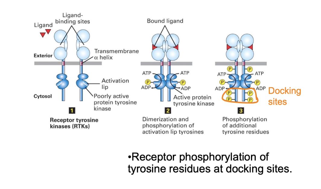 <ul><li><p>RTK monomers have <strong>low intrinsic kinase activity</strong></p></li><li><p><strong>Dimerization</strong> brings kinase domains close together</p></li><li><p>Enables <strong>autophosphorylation</strong> of each other's <strong>activation lip</strong></p></li><li><p>Phosphorylation of activation lip <strong>increases kinase activity</strong></p></li><li><p>Activated RTKs <strong>phosphorylate tyrosine residues</strong> on intracellular domains</p></li><li><p>These phosphorylated sites serve as <strong>docking sites</strong> for proteins with <strong>SH2 or PTB domains</strong></p></li></ul><p></p>