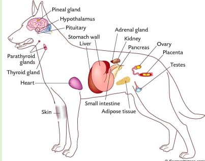 <p>Preserve Homeostasis</p><p></p><p>Ductless organs, derived from the <strong>3 germ layers</strong></p><p></p><p>Secrete hormones (chemical messengers) directly to blood, lymph or tissue fluid</p><p></p><p>Great communicator, feedback control mechanisms</p><p></p><p>Endocrine and nervous systems are integrated (neurohormonal system)</p>