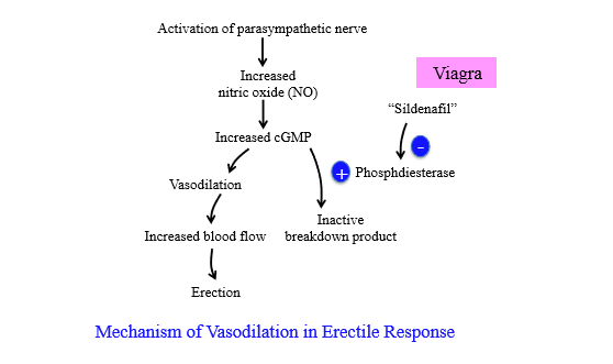 <p>PSNS nerve activation increases nitric oxide, which increases cGMP. cGMP causes vasodilation for increased blood flow = erection</p>