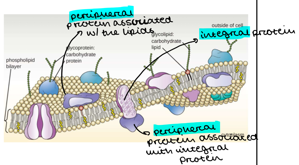 <ol><li><p><mark data-color="yellow" style="background-color: yellow; color: inherit">Integral</mark> » embedded in the bilayer</p></li><li><p><mark data-color="yellow" style="background-color: yellow; color: inherit">Peripheral</mark> » loosely attached to one face of the membrane, either associated to integral proteins or to the bilayer itself</p></li></ol><p></p>