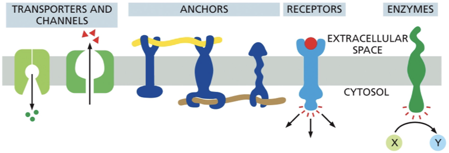 <p>examples of plasma membrane proteins and their functions:</p>
