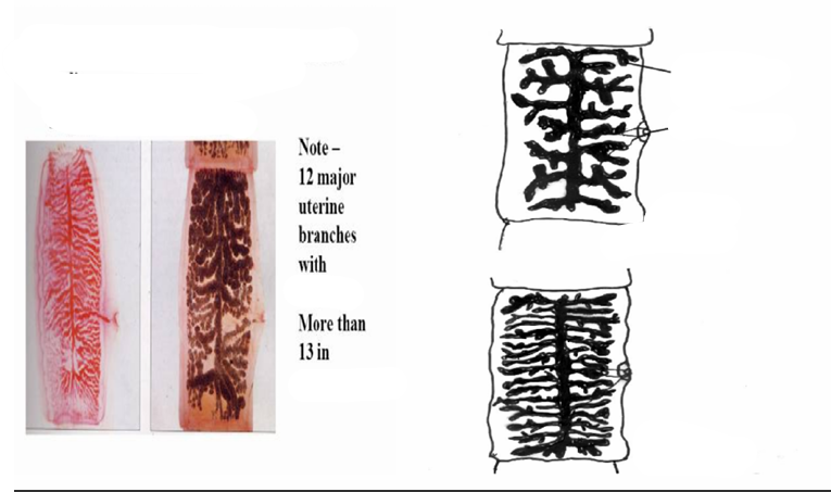 <p>what stage, parts, specie</p>