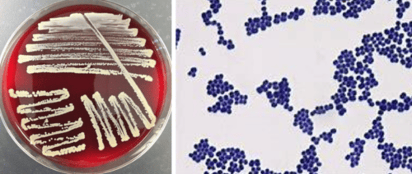 <p>-beta hemolytic</p><p>-white, goldish pigment</p><p>-mid-large colony</p><p>-cocci in clusters</p>