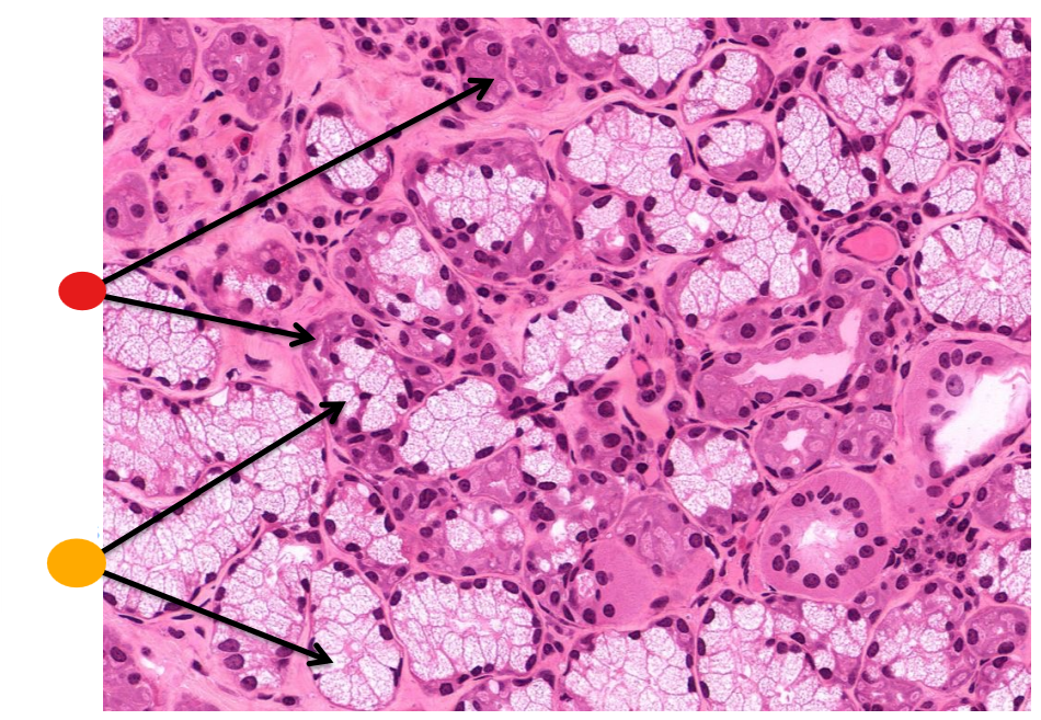 <p>what gland is this </p>