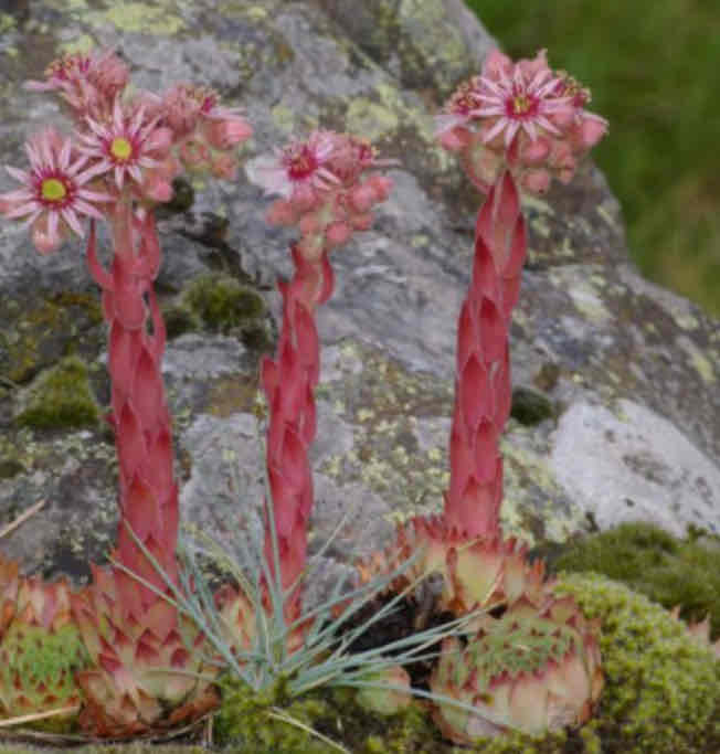 <p><span>Sempervivum tectorum</span></p><p><span>Hens and Chicks</span></p>