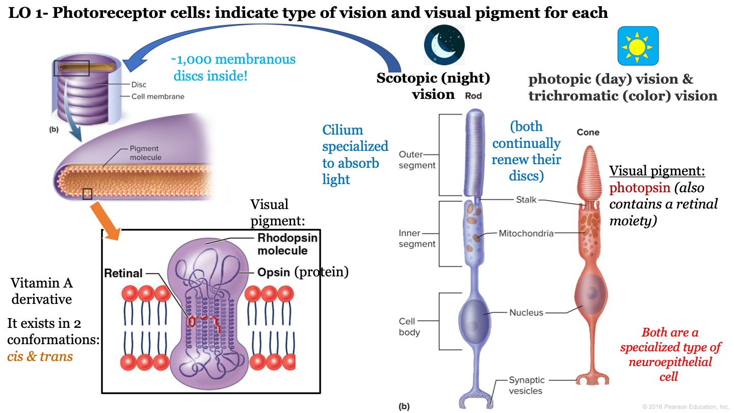 convert light into electrical signals 