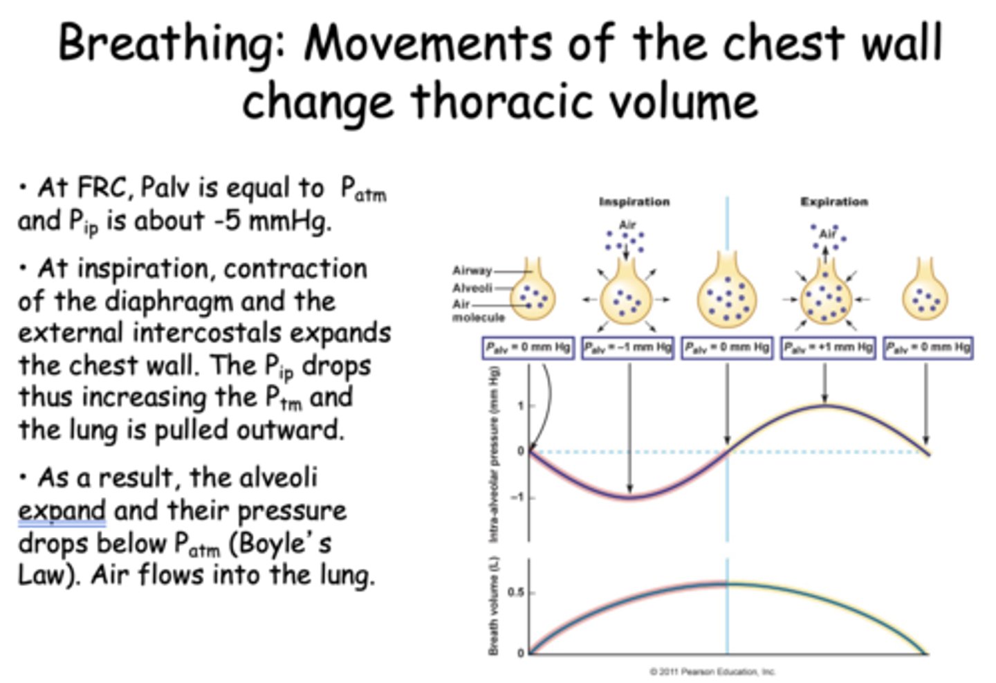 <p>The alveoli expand and their pressure drops below Patm (Boyle’s Law). Air flows into the lung</p>