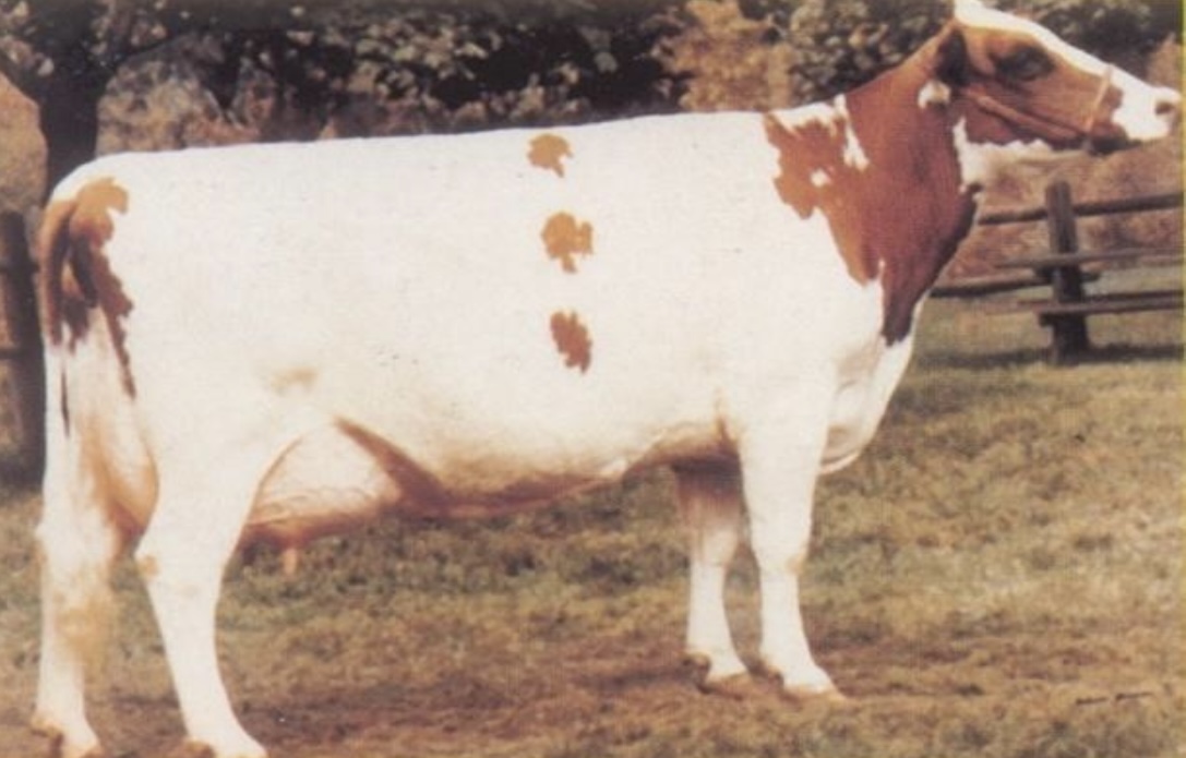 <ul><li><p>﻿Originated in the country of Ayr in Scotland.</p></li><li><p>ranked <u>third among the dairy breeds</u> in average <u>milk produced</u> per cow and <u>fourth </u>among the dairy breeds in <u>average milkfat </u>produced per cow.</p></li></ul>