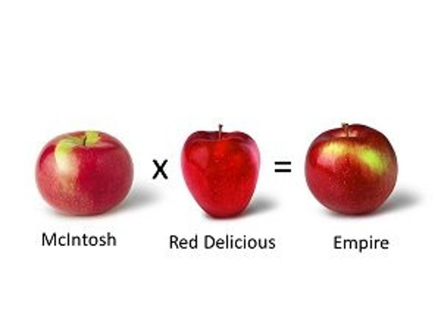 <p>breeding technique that involves crossing dissimilar individuals to bring together the best traits of both organisms</p>