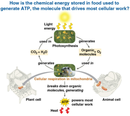 <p>Cellular respiration</p>