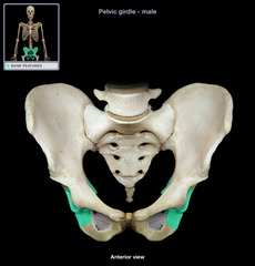 <p>the lower, posterior portions of the pelvis</p>