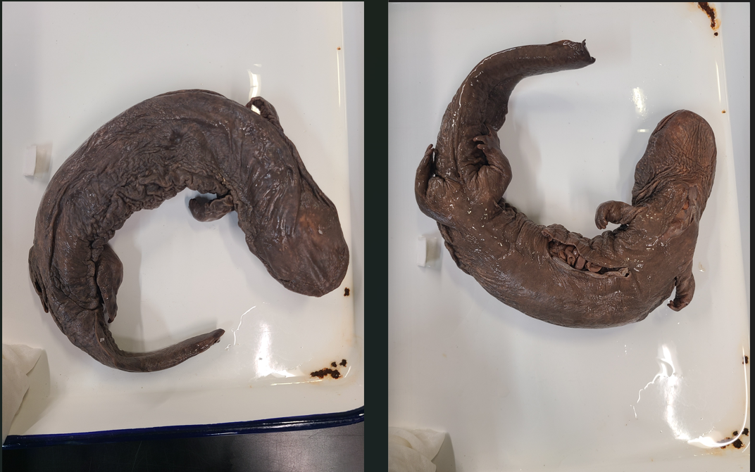 <p>Scientific name and diagnostic features</p>