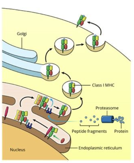 <ul><li><p>the endogenous pathway allows the cell to process self or foreign intracellular particles and present them at the cell surface in order to be recognized by T cell receptors on cytotoxic T cells</p></li></ul><p></p>