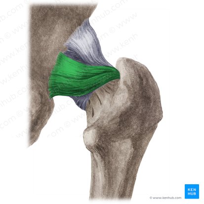 <p>what ligament is in this picture? </p>