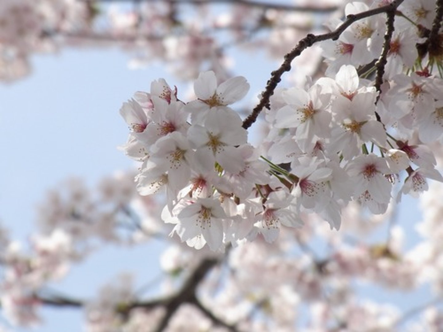 <p>cherry blossom</p>