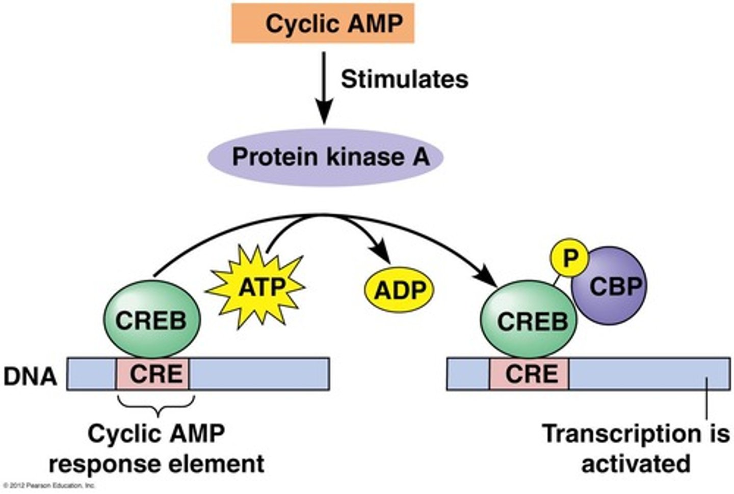 <p>Cyclic AMP, a key second messenger.</p>