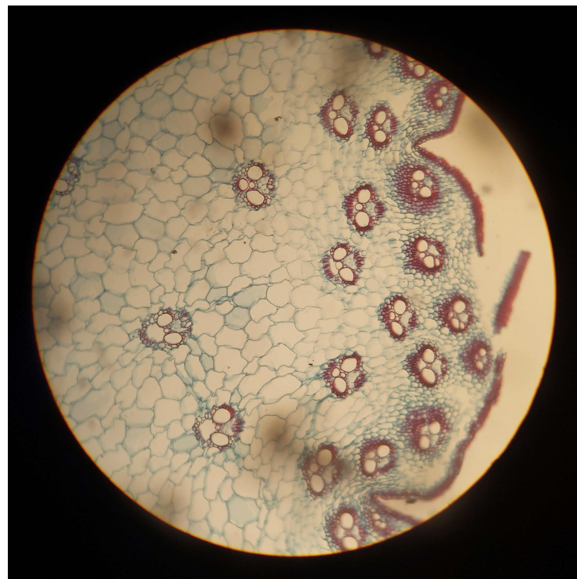 <p>Tissue</p>