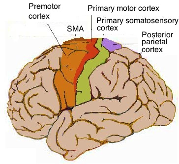<p>location = precentral gyrus</p><p>function = motor control in body</p>