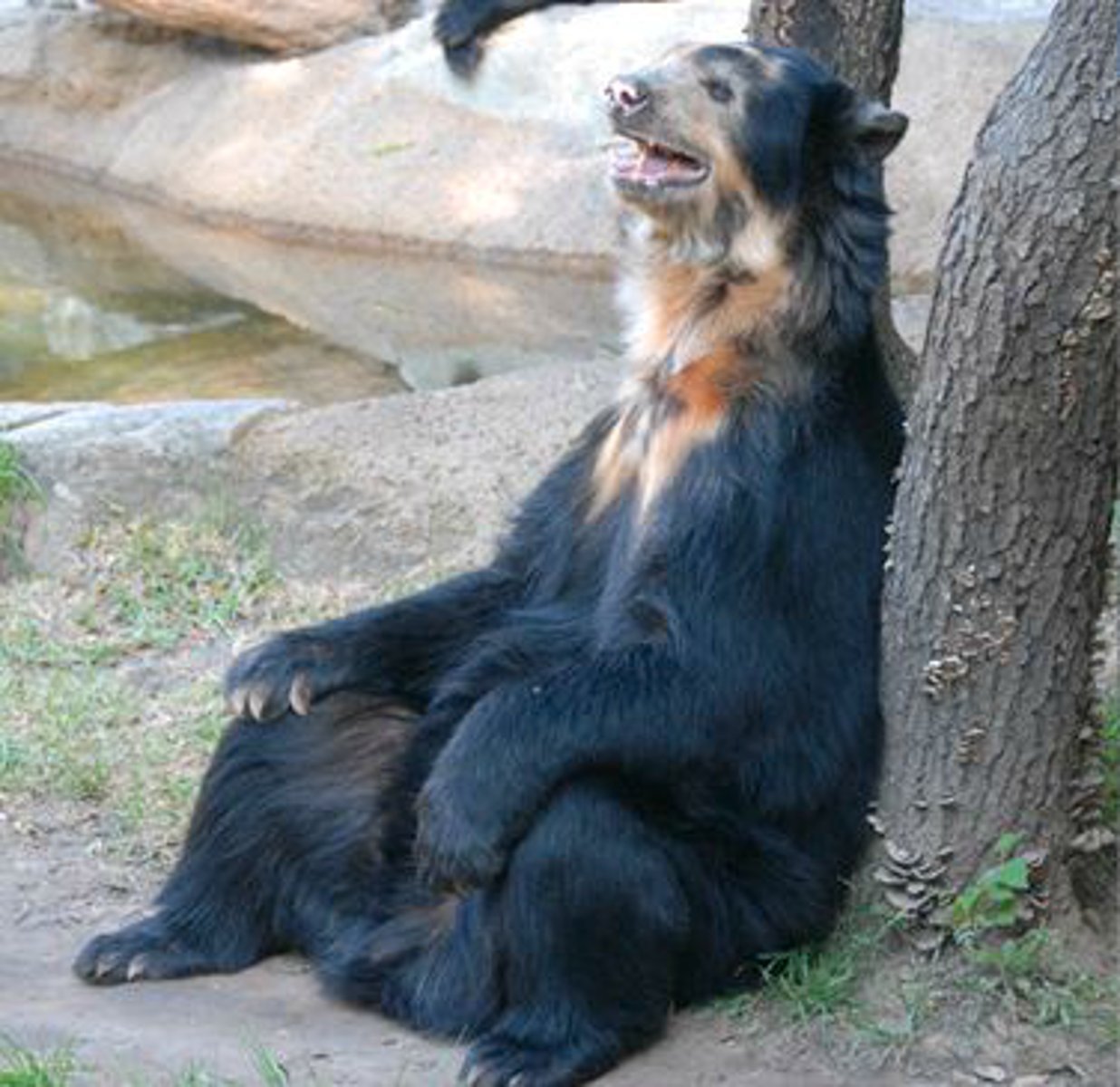 <p>Identify the species shown:</p>