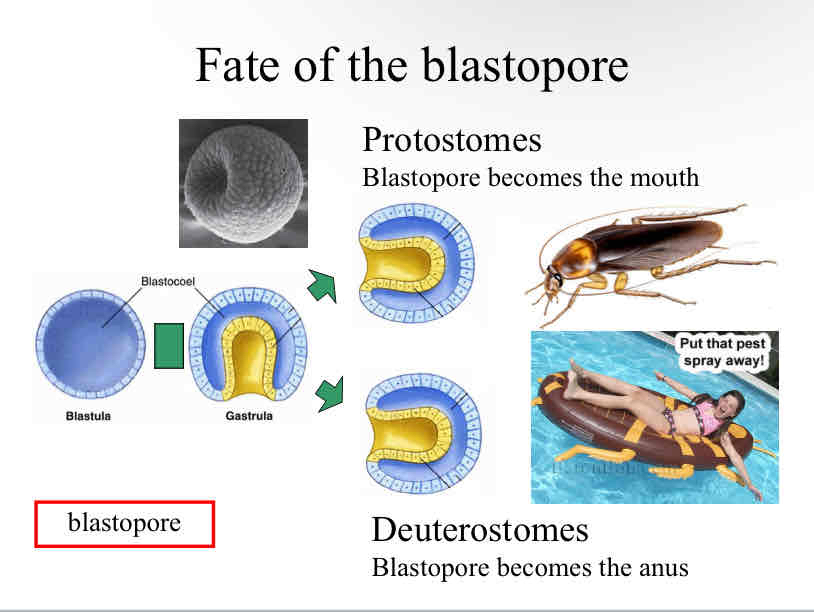 <p>Fate of blastospore</p>