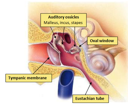 <p>Auditory ossicles located in the middle ear. </p>