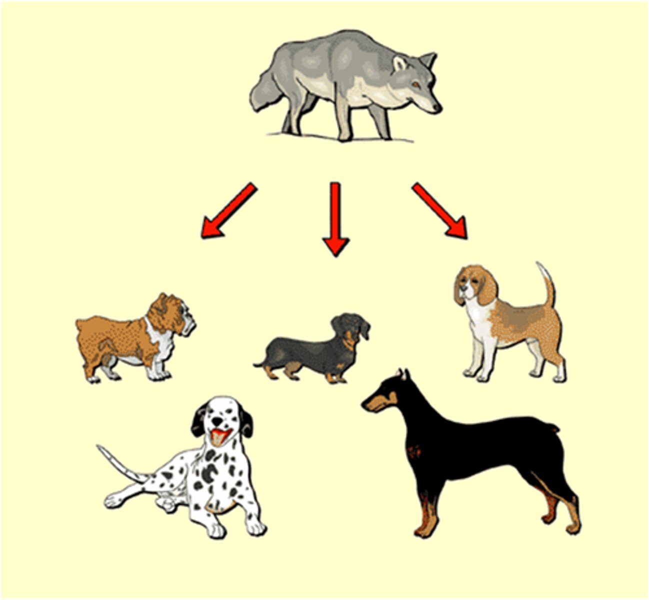 <p>The process by which humans breed particular plants and animals for particular genetic characteristics</p>