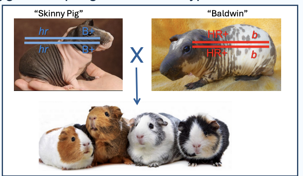 <p>Guinea pig example of complementation</p>