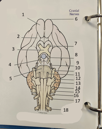 <p>SHEEP brain 6-16</p>