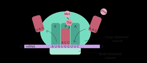 holds the tRNA that carries the growing polypeptide chain