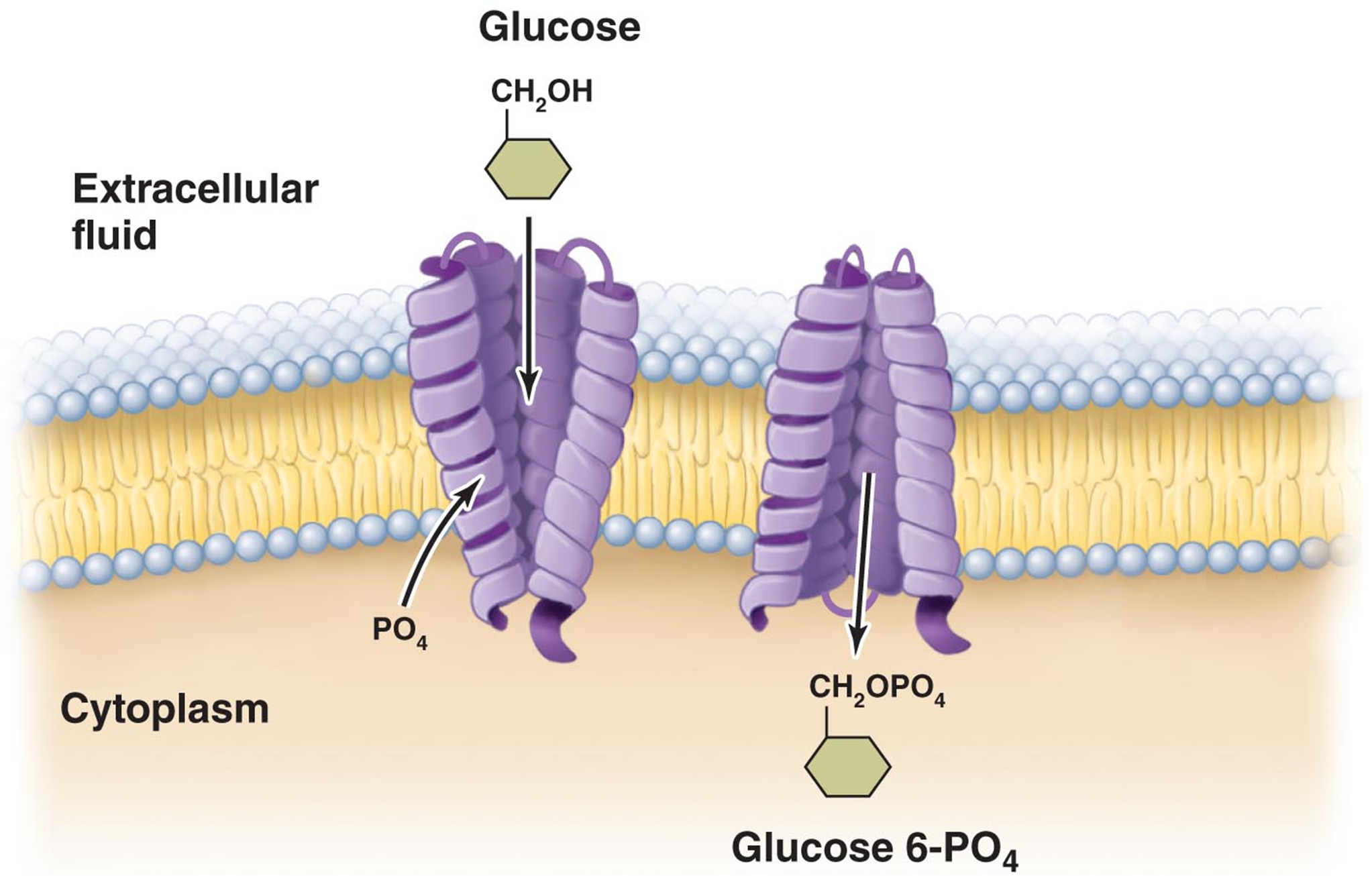 PO4 added via enzymatic reaction