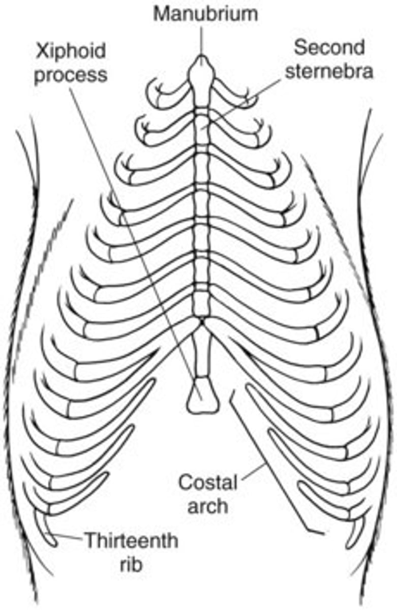<p>jugular notch, manubrium, xiphoid process</p>