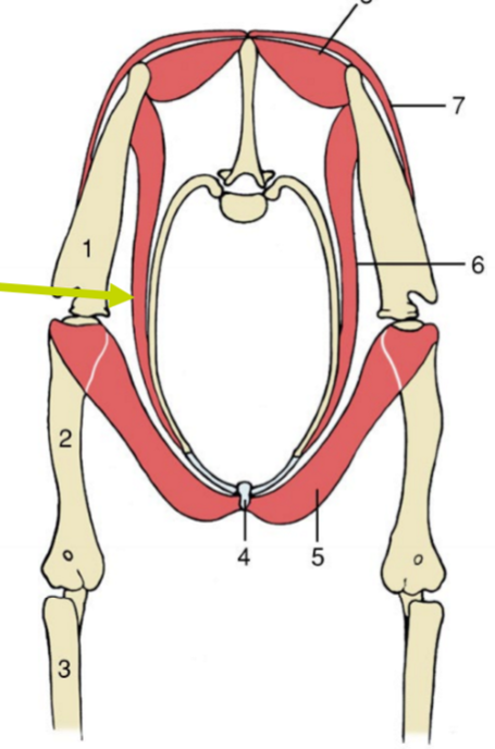 <p>Muskeln, delar, O (del), I, F</p>